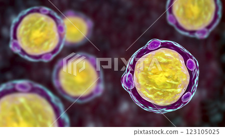 Blastocystis hominis parasite, 3D illustration. The causative agent of diarrheal infections in humans 123105025