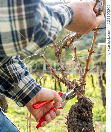 Farmer pruning the vine in winter. Agriculture. Farmer pruning the vine in winter. Agriculture. 123105202