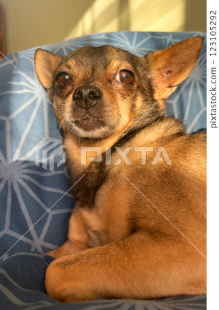Dog in an animal shelter indoor. Resting dog in a cozy home environment. Dogs waiting for adoption. Dog in an animal shelter indoor. Resting dog in a cozy home environment. Dogs waiting for adoption. 123105292