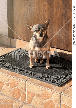Animal care. Small dog near the front door of the house. 123105305