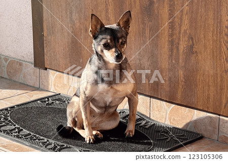 Animal care. Small dog near the front door of the house. Animal care. Small dog near the front door of the house. 123105306