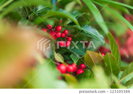 Manryo New Year's decoration image 123105389