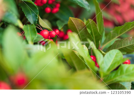 Manryo New Year's decoration image Manryo New Year's decoration image 123105390
