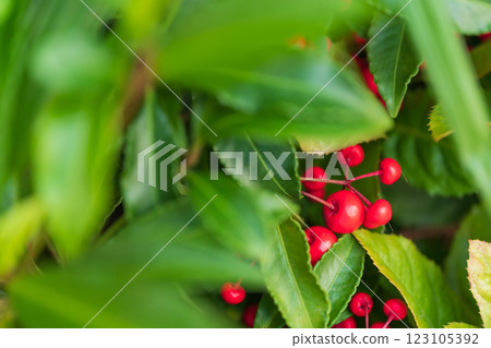 Manryo New Year's decoration image 123105392