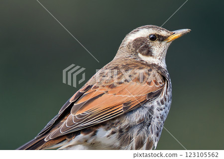 Thrush, Bust Up Thrush, Bust Up 123105562