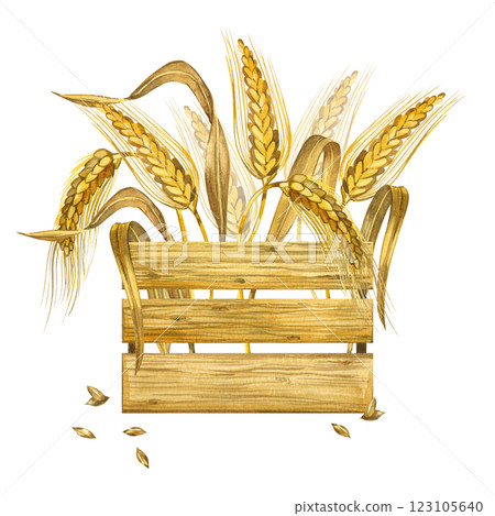 Ripe ears of wheat and rye, wheat grains arranged in a wooden storage box, all objects are hand drawn and isolated on a white background. Watercolor composition. For product packaging design. Ripe ears of wheat and rye, wheat grains arranged in a wooden storage box, all objects are hand drawn and isolated on a white background. Watercolor composition. For product packaging design. 123105640