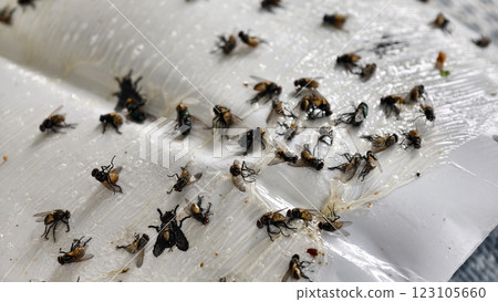 A large number of flies trapped on a sticky paper trap. a concerning hygiene issue A large number of flies trapped on a sticky paper trap. a concerning hygiene issue 123105660