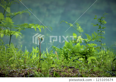 Ferns growing along the hiking trail in spring Ferns growing along the hiking trail in spring 123105674