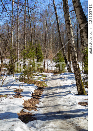 Sunny March day in forest. Bare trees and thawed ground. Beginning of spring Sunny March day in forest. Bare trees and thawed ground. Beginning of spring 123105718