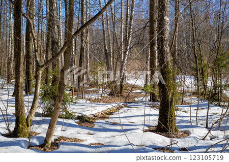 Sunny March day in forest. Bare trees and melting snow. Beginning of spring Sunny March day in forest. Bare trees and melting snow. Beginning of spring 123105719