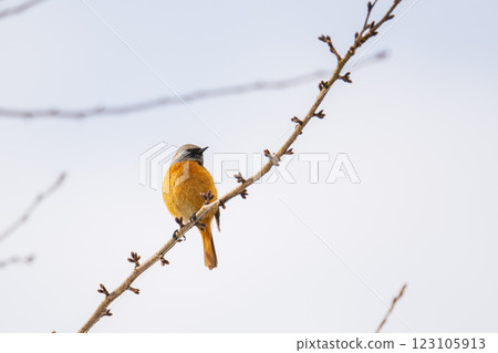 一隻達烏爾紅尾鴝停在一根枯死的冬枝上休息翅膀 123105913