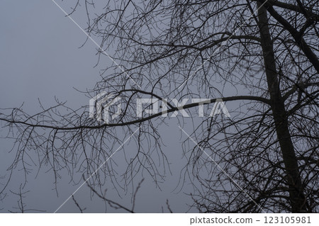 Bare tree branches in a thick fog. Gloomy cloudy weather 123105981