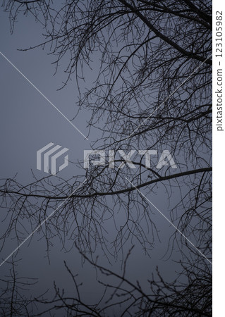 Bare tree branches in a thick fog. Gloomy cloudy weather 123105982