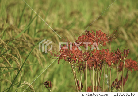 Rice ears and red spider lilies in autumn rice fields Rice ears and red spider lilies in autumn rice fields 123106110