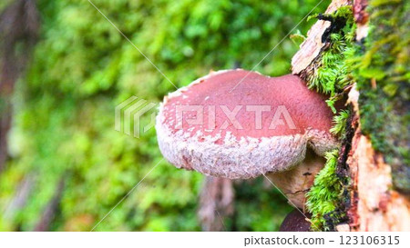香菇 123106315