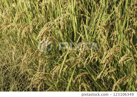 秋天米領域米panicle 123106349