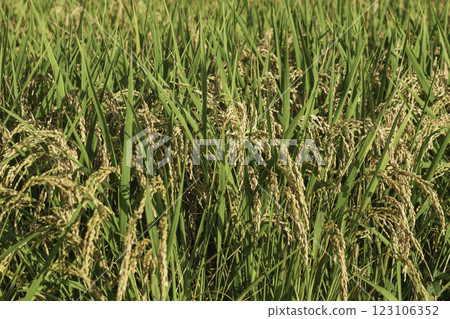 Rice panicle of autumn rice field 123106352