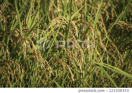 Rice panicle of autumn rice field 123106353