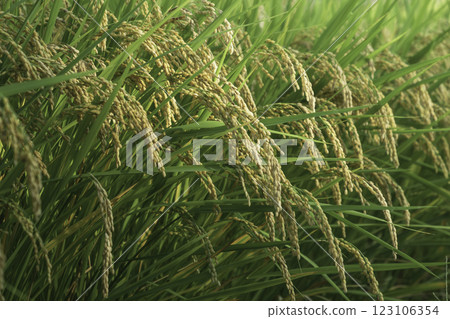 Rice panicle of autumn rice field 123106354