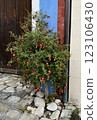 Small pomegranate with ripe fruits tree growing near the wall 123106430