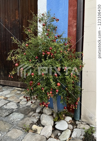 Small pomegranate with ripe fruits tree growing near the wall 123106430