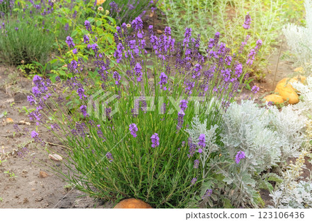 Lavandula officinalis is blooming in sunny day. Shrub that blooms with purple flowers in summer. Lavandula grows in meadow. Cottage garden. Lavandula officinalis is blooming in sunny day. Shrub that blooms with purple flowers in summer. Lavandula grows in meadow. Cottage garden. 123106436