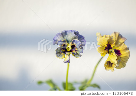frilly yellow viola 123106478