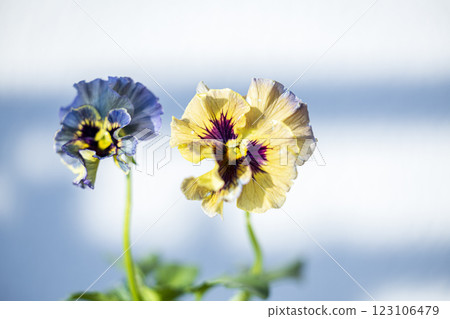frilly yellow viola frilly yellow viola 123106479