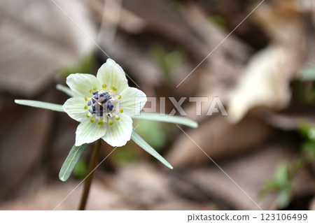 Setsubunsou Setsubunsou 123106499