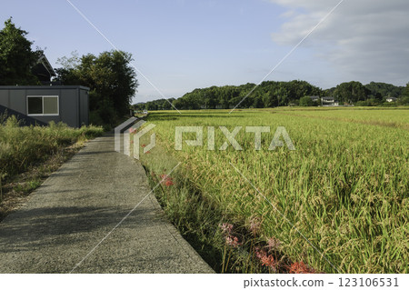 Autumn rural landscape, rice ready for harvest, agricultural success 123106531