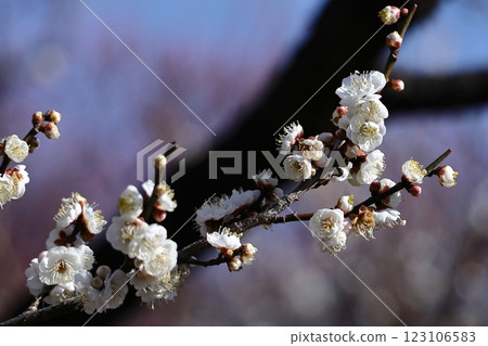 It bears the cold and blooms elegantly 123106583