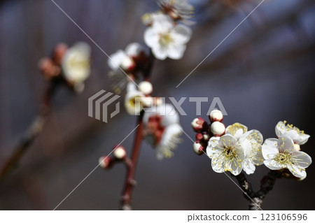 耐寒，綻放優雅 123106596