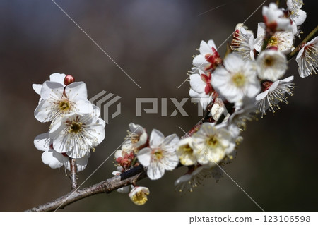 It bears the cold and blooms elegantly 123106598