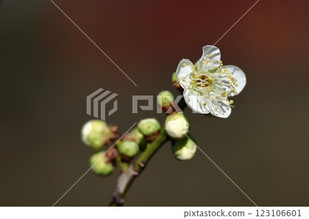 It bears the cold and blooms elegantly 123106601