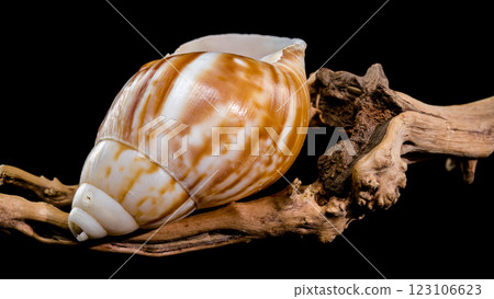Giant African snail on driftwood black background 123106623