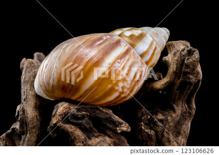 Giant African snail on driftwood black background Giant African snail on driftwood black background 123106626
