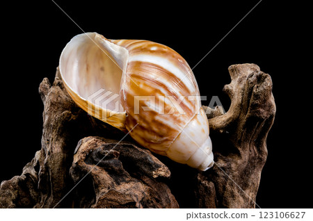 Giant African snail on driftwood black background 123106627