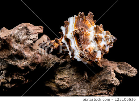 Endive Murex shell on driftwood black background Endive Murex shell on driftwood black background 123106636