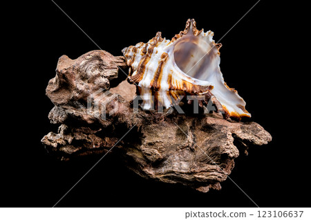 Endive Murex shell on driftwood black background 123106637