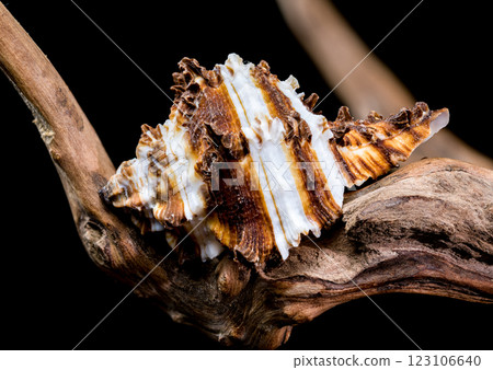 Endive Murex shell on driftwood black background Endive Murex shell on driftwood black background 123106640