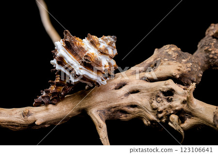 Endive Murex shell on driftwood black background 123106641