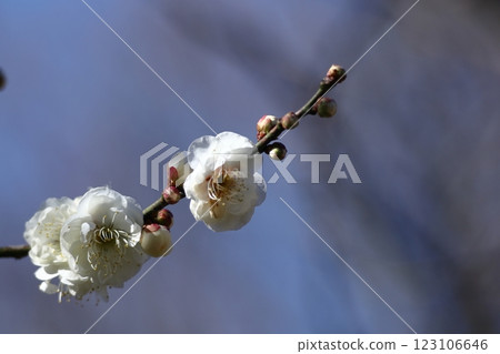 It bears the cold and blooms elegantly 123106646