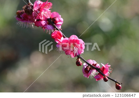 It bears the cold and blooms elegantly 123106647