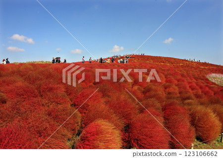 藜蘆山。日立海濱公園目前正迎來紅葉觀賞期。紅色的藜蘆在藍天的襯托下格外引人注目。 藜蘆山。日立海濱公園目前正迎來紅葉觀賞期。紅色的藜蘆在藍天的襯托下格外引人注目。 123106662