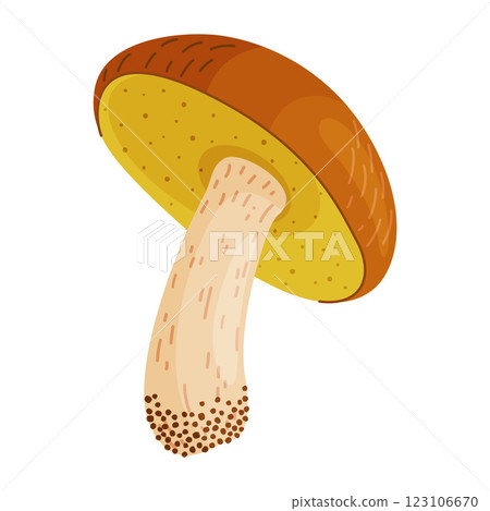 Suillus luteus, yellow mushroom. Edible forest fungus slippery jack or sticky bun, yellow pig Suillus luteus, yellow mushroom. Edible forest fungus slippery jack or sticky bun, yellow pig 123106670