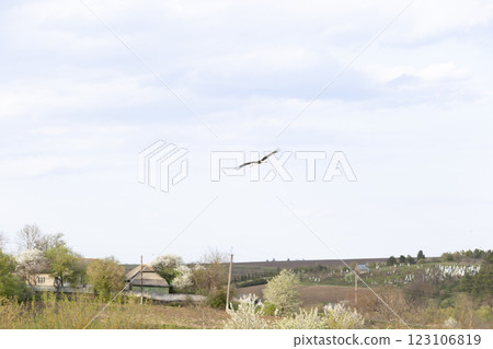 Ciconia ciconia stork soars over a rural landscape with rolling fields, blooming trees, and scattered houses. The stork glides through the sky, symbolizing migration and the arrival of spring. 123106819