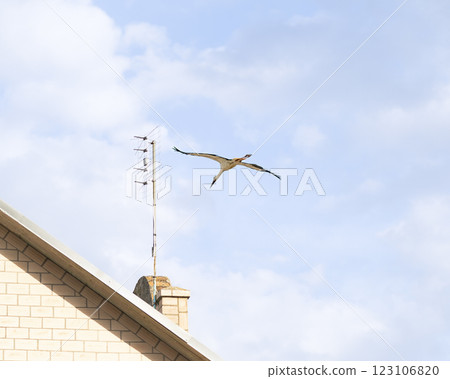 A white stork (Ciconia ciconia) flies gracefully above a house with a rooftop antenna, wings spread wide against a blue sky. Storks often nest near human settlements during the breeding season. A white stork (Ciconia ciconia) flies gracefully above a house with a rooftop antenna, wings spread wide against a blue sky. Storks often nest near human settlements during the breeding season. 123106820