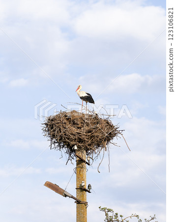 White stork stands on a large nest made of twigs, perched atop a tall metal pole against a bright blue sky. The bird surveys its surroundings, preparing for nesting season and the arrival of its mate 123106821