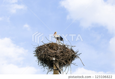Stork stands atop a large nest made of twigs, perched on a tall pole against a bright blue sky with scattered clouds. Ciconia bird gazes into the distance, symbolizing nature, freedom, and migration. Stork stands atop a large nest made of twigs, perched on a tall pole against a bright blue sky with scattered clouds. Ciconia bird gazes into the distance, symbolizing nature, freedom, and migration. 123106822