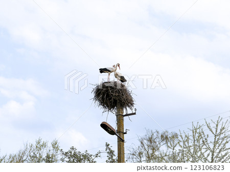 Storks nurture their young in a large nest on a pole under a cloudy sky 123106823